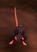 Plagued Rat