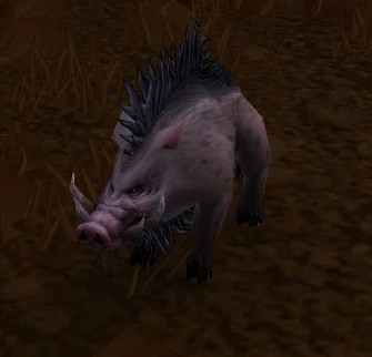 Swine