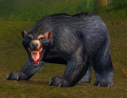 Elder Black Bear