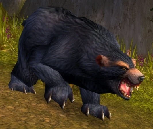 Grizzled Black Bear