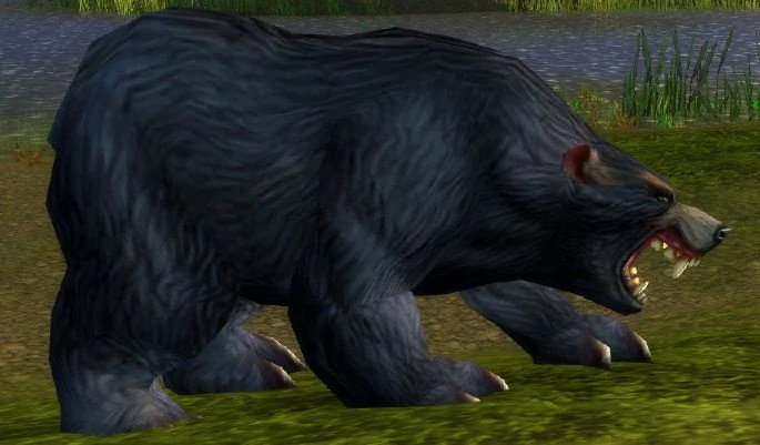 Black Bear Patriarch