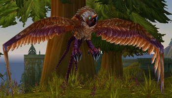 Mountain Buzzard
