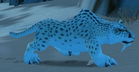 Juvenile Snow Leopard