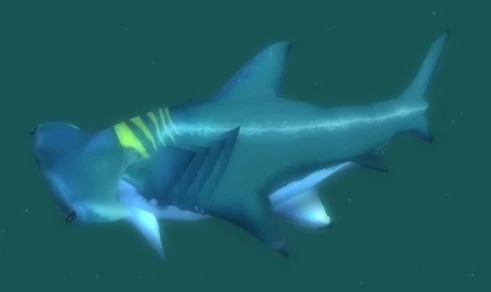 Reef Shark