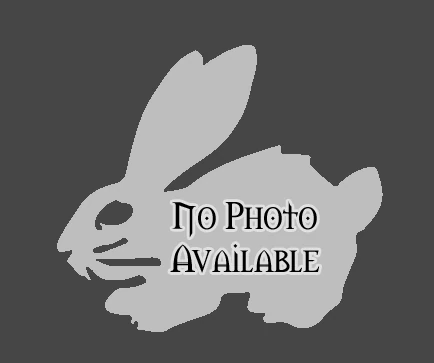The Good Rabbit