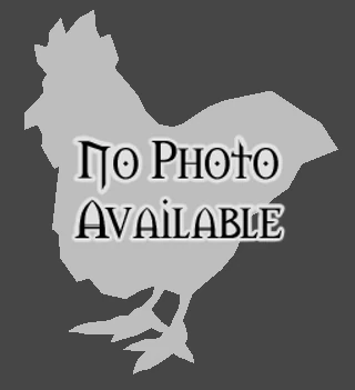 Polymorphed Chicken
