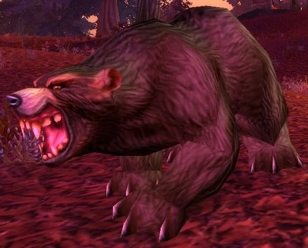 Elder Brown Bear