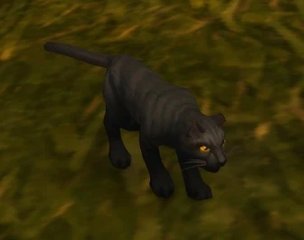 Kitty