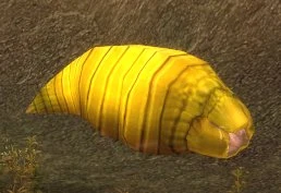 Silkwing Larva
