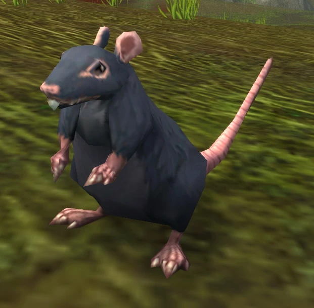 Black Rat