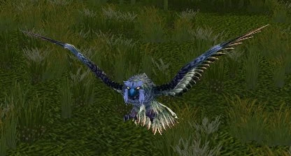 Wild Sparrowhawk