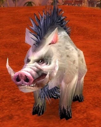 Elder Mottled Boar