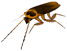 Roach