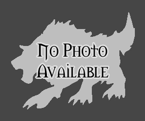 Brown Riding Wolf
