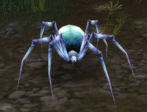 Pygmy Venom Web Spider