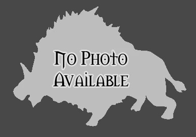 Tamed Boar