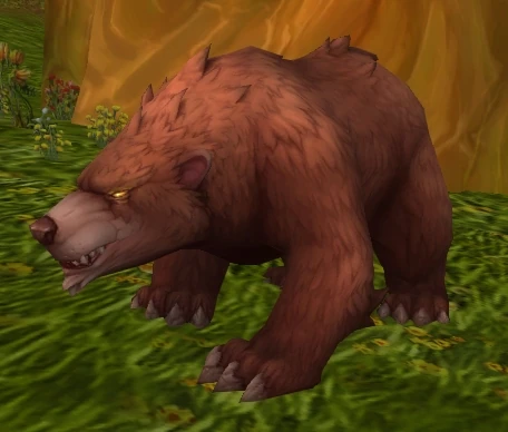Young Forest Bear