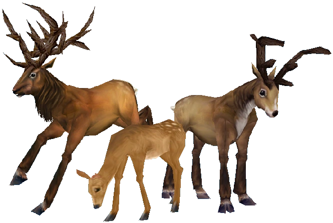 Deer