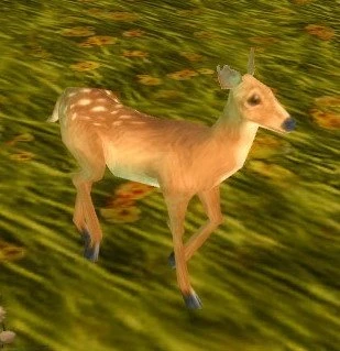 Fawn