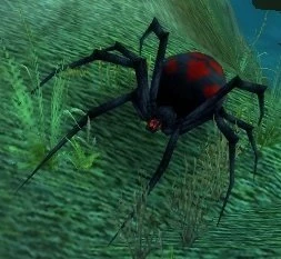 Black Widow Hatchling